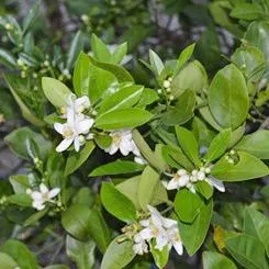 thumbnail for publication: Management Options for Improving Flowering in Citrus Production